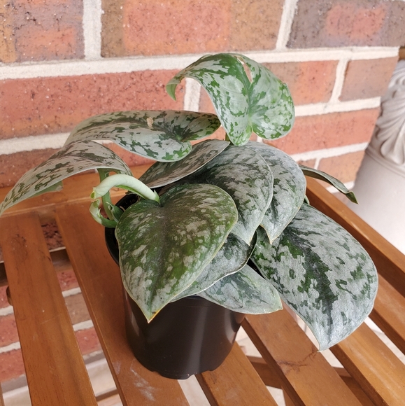 SOLD 🌱Scindapsus Pictus Exotica 3.5" pot - Picture 7 of 11